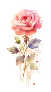 flower, rose, watercolor-8483425.jpg